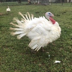 Thanksgiving Turkey Deposit