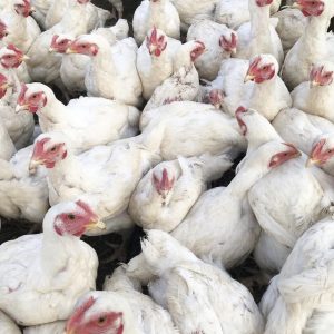 Meat Chicken Deposit